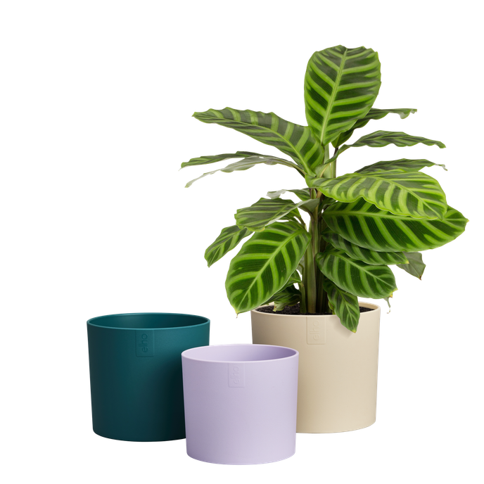 lex pott set 14cm velvet cream